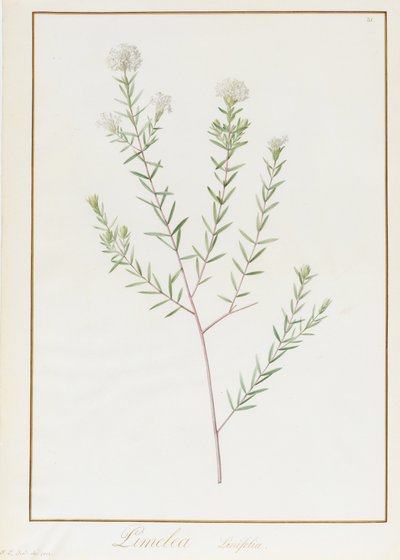 Pimelea Linifolia da Pierre Joseph Redouté